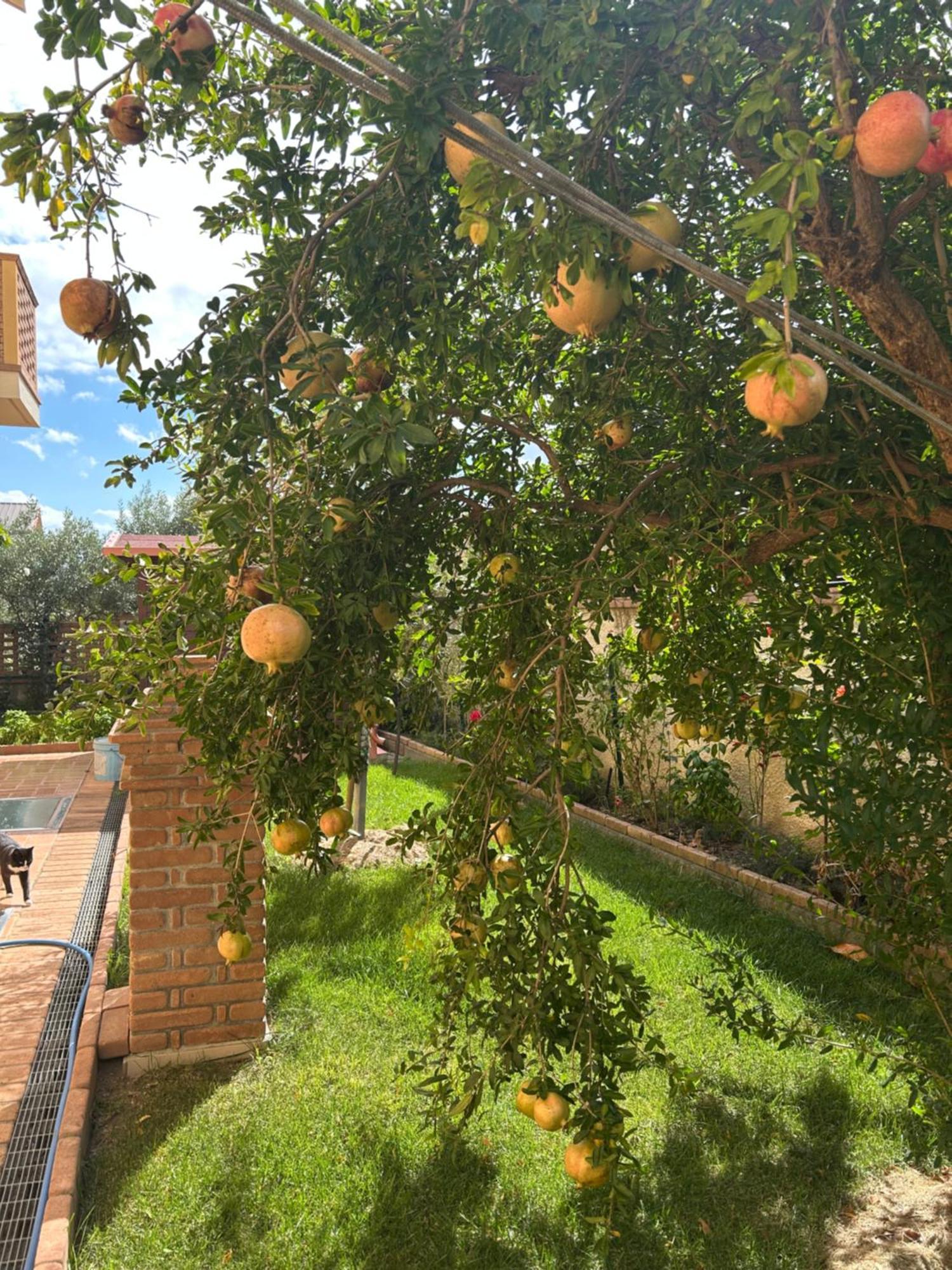 B&B Villa Maria Catanzaro Esterno foto